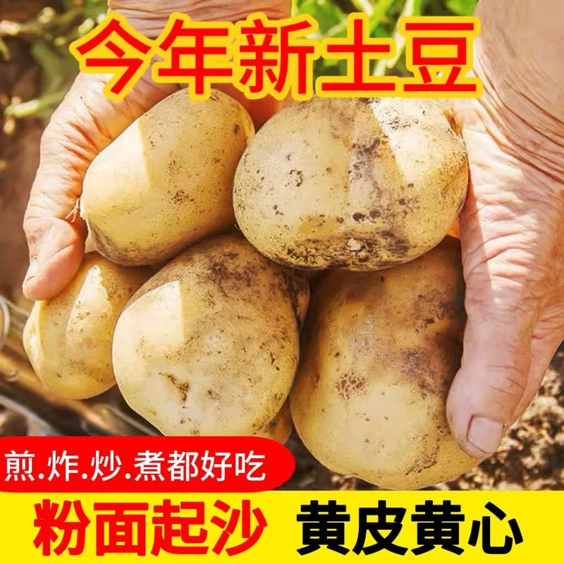 现挖黄皮黄心大土豆粉面沙糯洋芋新鲜农家马铃薯东北直发