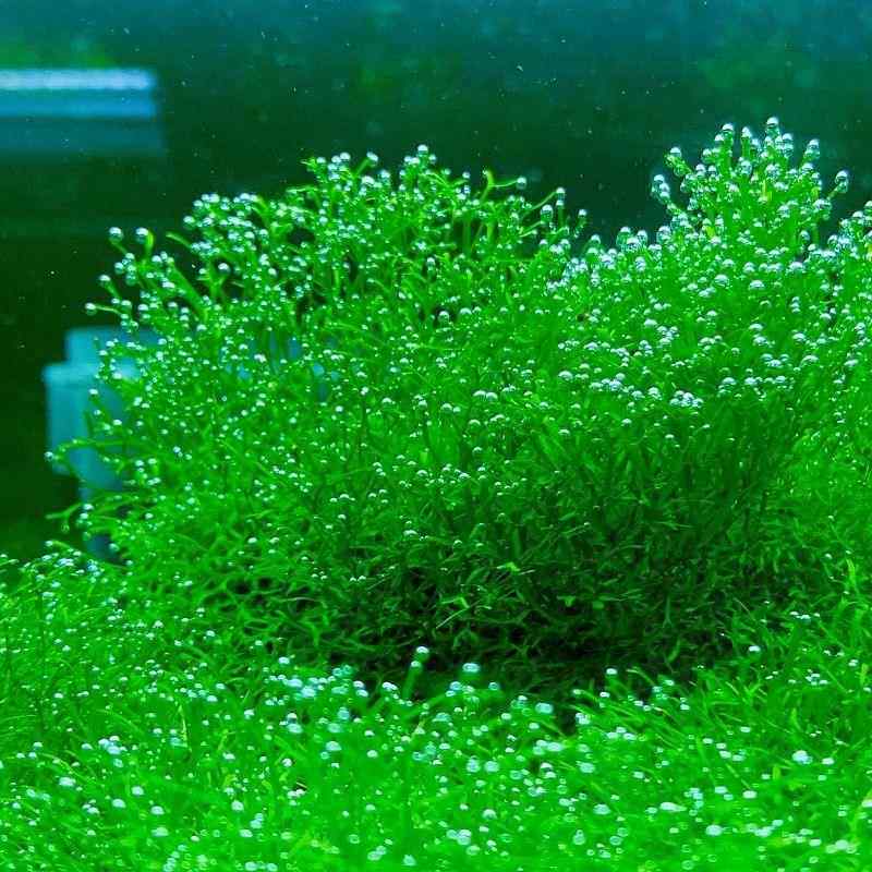莫斯水草松茸三角火焰莫丝片摩丝MOSS鱼缸造景水族箱不锈钢定植片
