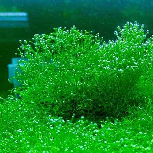莫斯水草松茸三角火焰莫丝片摩丝MOSS鱼缸造景水族箱不锈钢定植片