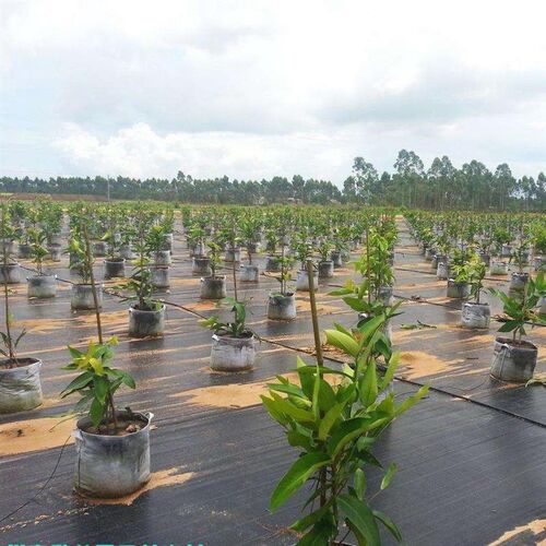 防草布果园果树农用除草布园艺地布抗老L化加厚盖草布大棚抑草布