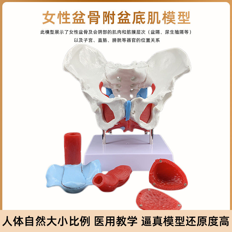 女性骨盆盆底肌肉模型人体分娩助C产解剖医学盆腔动态骨骼结构教