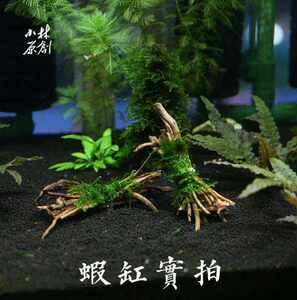 水草水晶造景细根细枝沉木捆定z植莫斯真观赏虾虾繁殖组躲避鱼缸