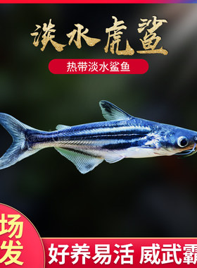 虎鲨淡水鲨鱼热带观赏鱼小蓝鲨虎头鲨粉红鲨彩虹鲨小型热带鱼