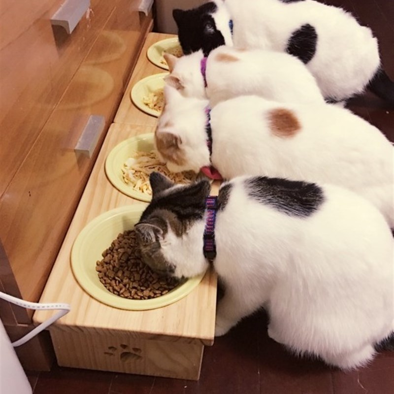 实木猫碗架松木猫餐桌猫碗猫狗食盆饮G水器饮水猫爬架水碗水盆陶