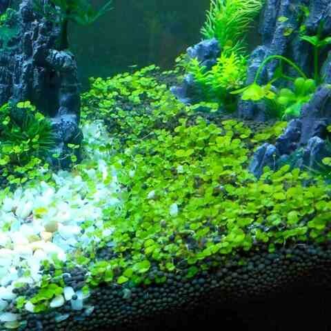 正楷鱼缸造景底j砂水草缸专用水草泥水晶虾泥不浑水水草