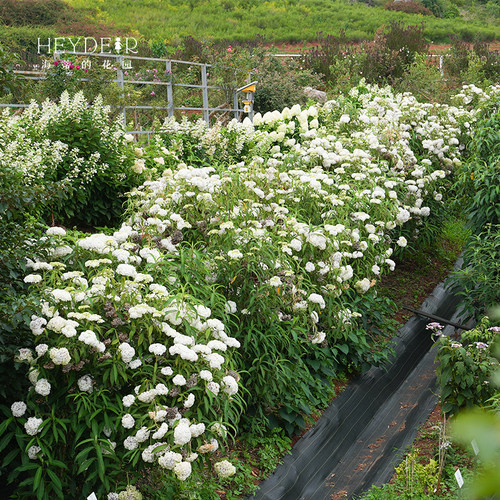 海蒂的花园 绣球金山新品木绣球庭院花境景观花卉植物花期长