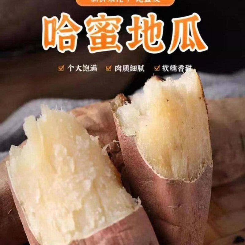 河南哈密薯小果/中果/大果新鲜香甜肉质种植