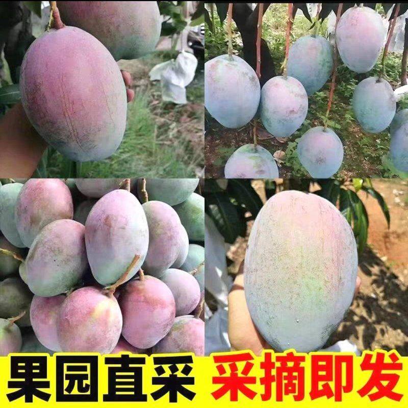 【放软吃】云南丽江高山凯特芒果大脸芒果更香更甜Z
