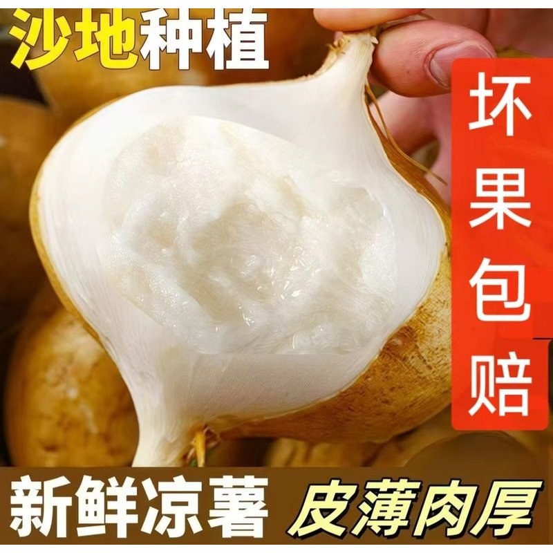 现挖沙地凉薯地瓜沙土脆甜新鲜现挖沙葛地萝卜农家种植地瓜凉薯
