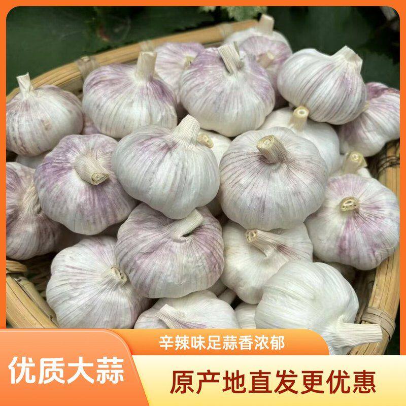 【农家新干蒜蒜头】26新干蒜紫白皮大蒜新鲜干蒜优质农家香蒜蒜头
