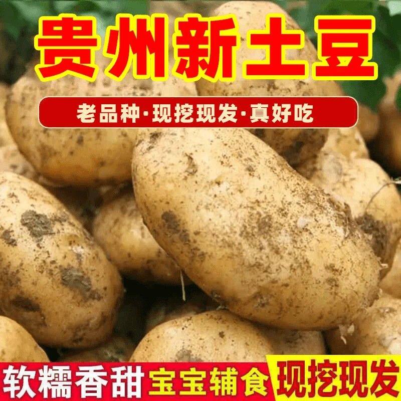 【9斤-10斤】26年新土豆沙糯粉面开花洋芋沙地黄皮黄心洋芋坏果包