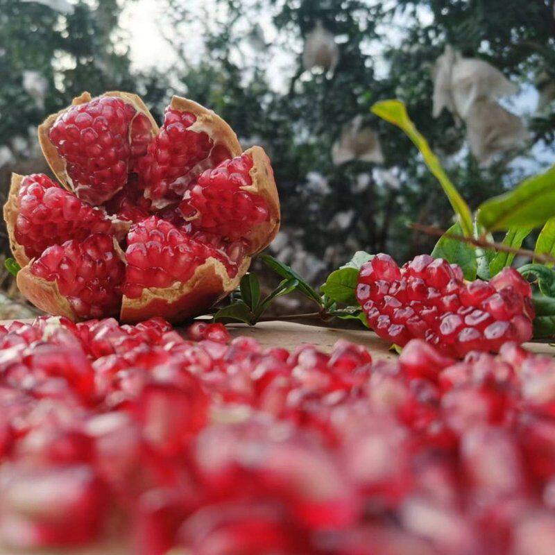 【程三美专属】大凉山突尼斯软籽石榴大果头茬应季新鲜水果香甜多