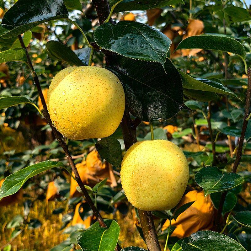 新鲜梨河北皇冠梨应季水果脆甜梨当季白梨雪梨梨新鲜水果水晶梨