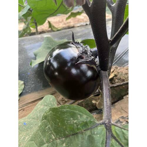 农家露天圆茄子当季新鲜蔬菜紫光圆茄生吃脆甜炒菜不吸油现摘现发