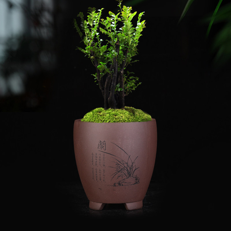 紫砂兰花盆小号古典精品迷你多肉老桩菖蒲桌面花卉绿植个性陶瓷