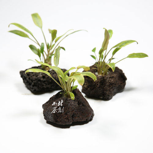 孔穴新款淡水定植咖啡椒草阴性易养斗鱼短鲷原生中前景真活水草
