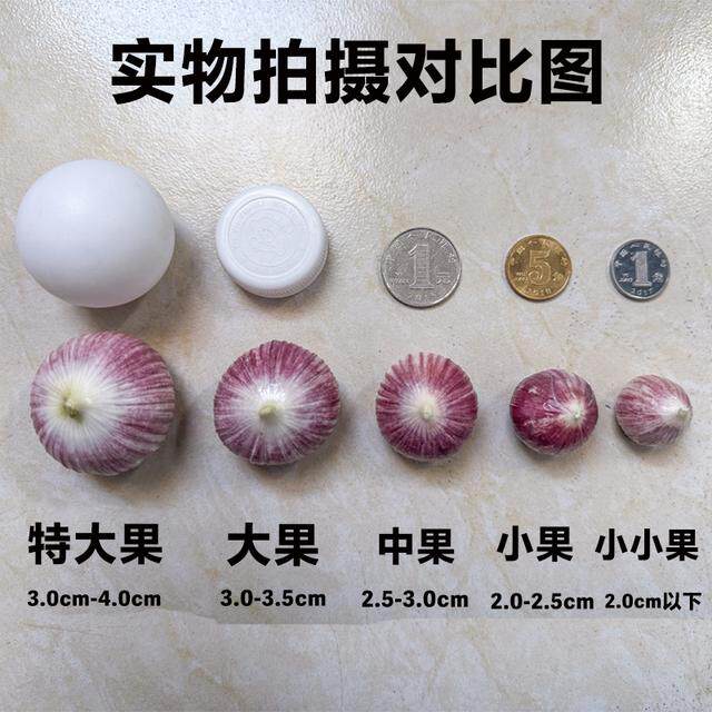 2026.紫皮独头大蒜干蒜大蒜头紫皮独蒜农产品特产新蒜晾晒1/3/5斤
