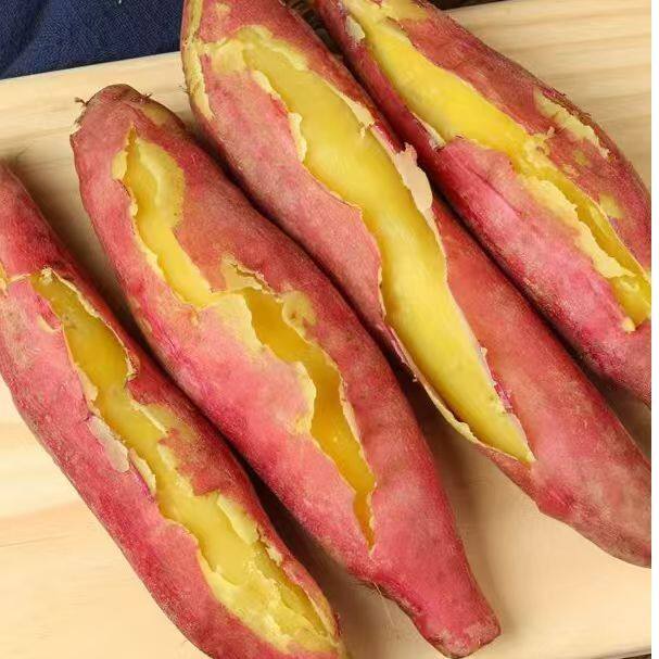 [宁夏高原红板栗薯]正宗高原沙地板栗红薯粉糯香甜宝宝辅食5/9斤