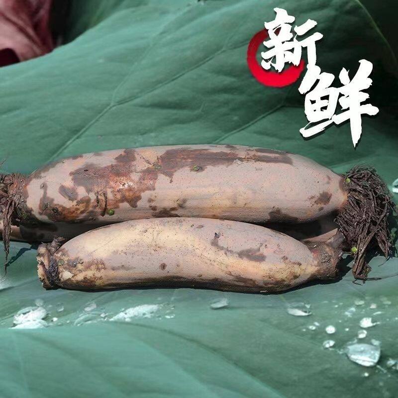 正宗洪湖粉藕莲藕新鲜现挖湖北农家特产莲藕带泥藕糯米藕九孔红藕