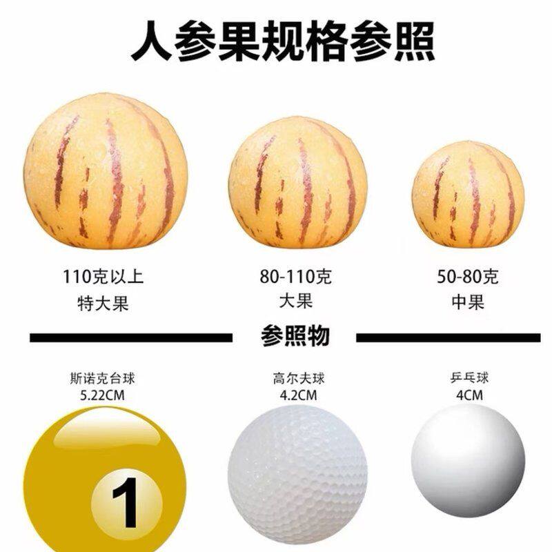 【匠耕蜜】云南石林树熟人参果3-4.5斤装 新鲜应季高原水果清甜多