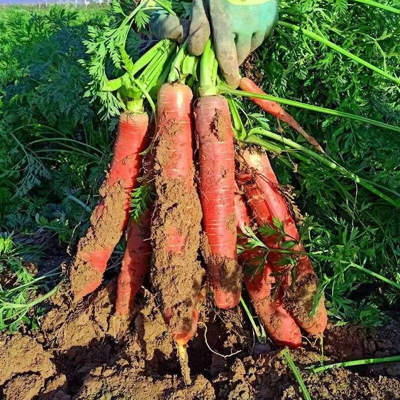 陕西沙地脆嫩甜水果红萝卜农家新鲜带土现挖胡萝卜生吃脆甜蔬菜