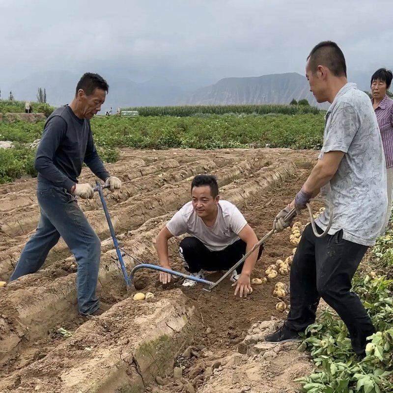 甘肃定西黄心沙面土豆洋芋临洮县产地直供现挖现发净重坏果包赔