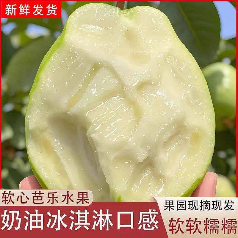 广西芭乐番石榴鲜果冰淇淋口感新鲜当季水果软糯香甜