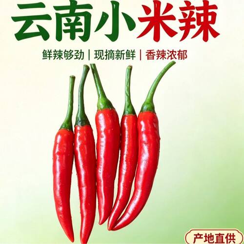云南高山【新鲜小米椒】朝天椒露天种植超辣3斤/5斤/9斤 现摘现发