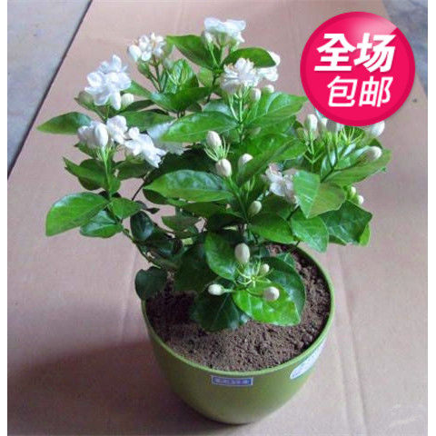 茉莉花苗重瓣双色茉莉包邮 室内阳台花卉盆栽 当年四季开花 耐寒