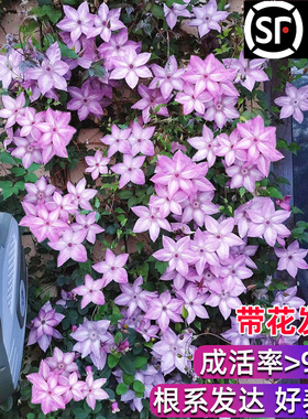 铁线莲爬藤植物大苗乌托邦银币重瓣庭院盆栽阳台四季开花耐寒花卉