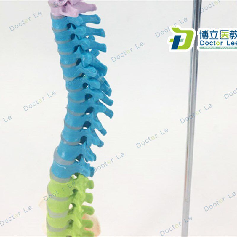 45CM彩色人体脊椎模型 带骨盆股I骨尾骨脊柱 骨骼骨架模型