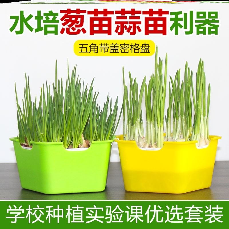 蒜苗盆栽容器大蒜种植盆神器小麦花生水培种植盘器皿学生观察芽菜