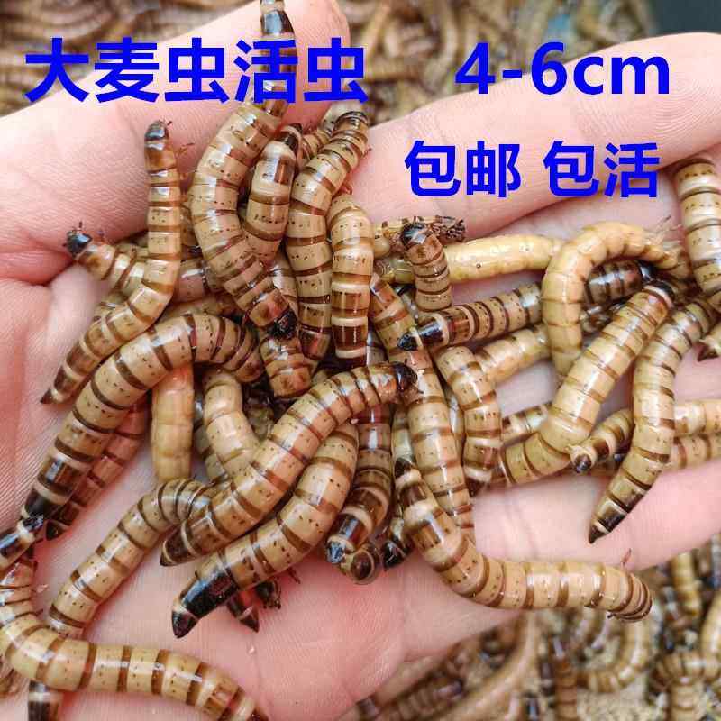喂鸟活虫红龙鱼食物粮大麦虫守宫鱼饲料面包虫饲养盒