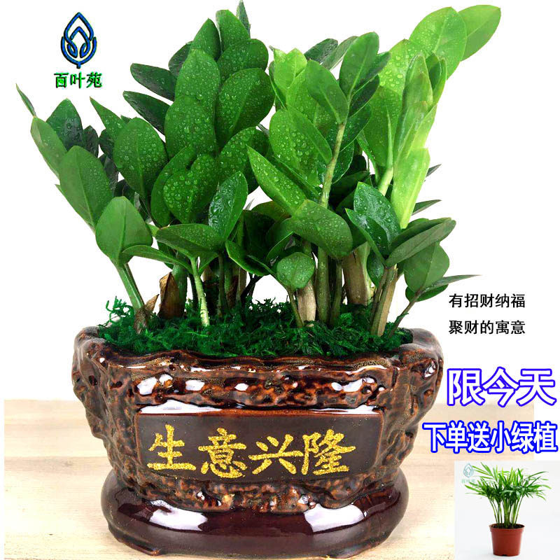 金钱树盆栽植物室内花卉绿植摇钱树盆景大客厅招财四季发财树好养