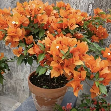 三角梅带花盆栽老桩爬藤勤花植物重瓣四季开花盆栽庭院观花卉阳台