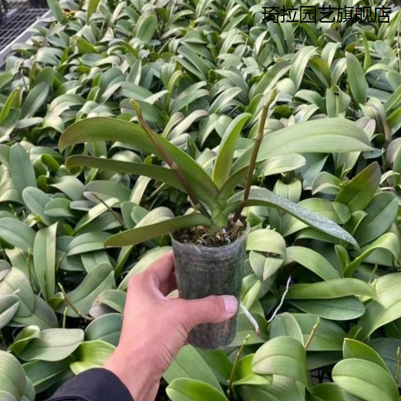 带花苞花剑蝴蝶兰大苗兰花盆栽绿植物室内客厅观花植物