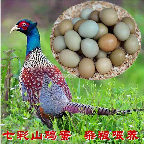 七彩山鸡蛋 现捡现发 30枚/60枚