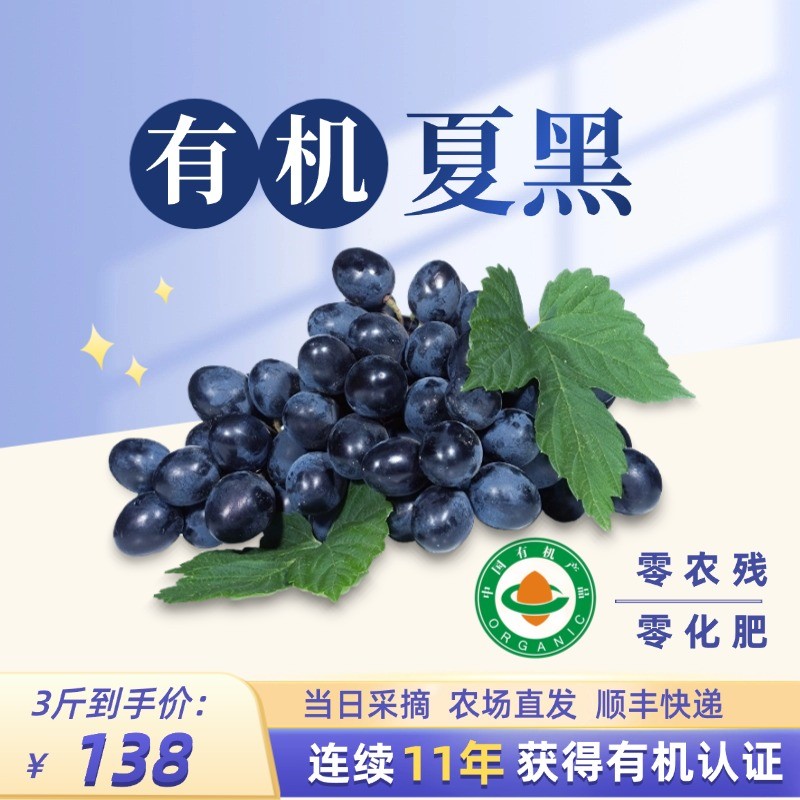 【有机夏黑葡萄】无农残无激素无化肥无籽葡萄当日现摘口感甜脆多