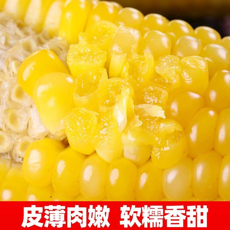 试吃2支正宗东北黄糯玉米10支好吃黄玉米甜玉米真空包装