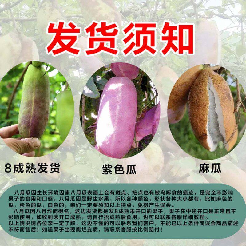 【】八月瓜新鲜八月炸当季网红水果新鲜预知子鲜果整箱包邮