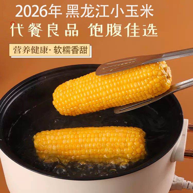 14根头茬小玉米东北黄糯玉米粘苞米小品种玉米棒真空包装代餐粗粮