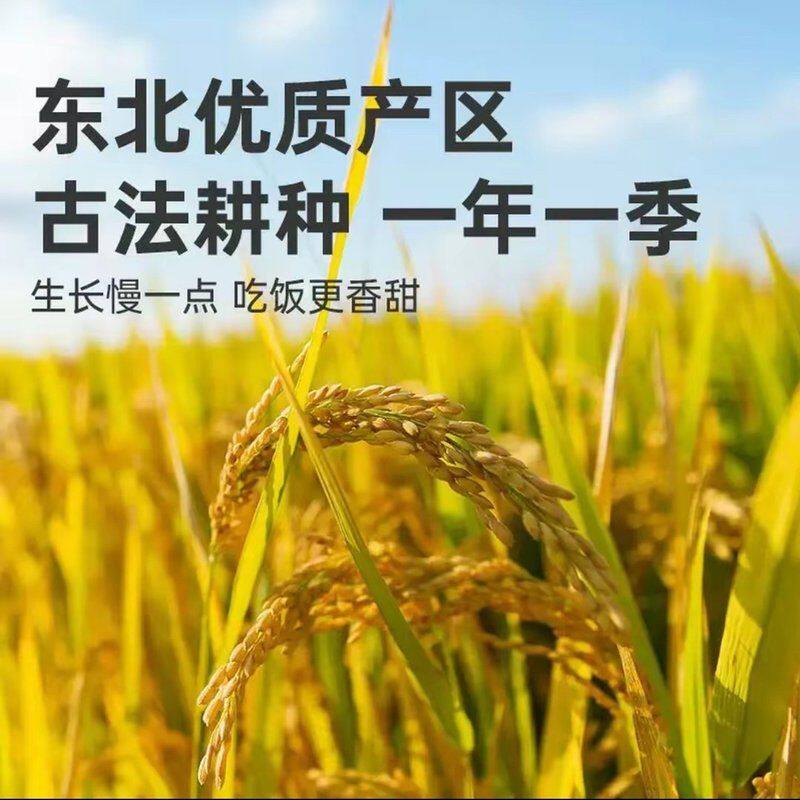 【试吃两斤】五常大米稻花清香东北大米10斤装当季新米GB/T19266