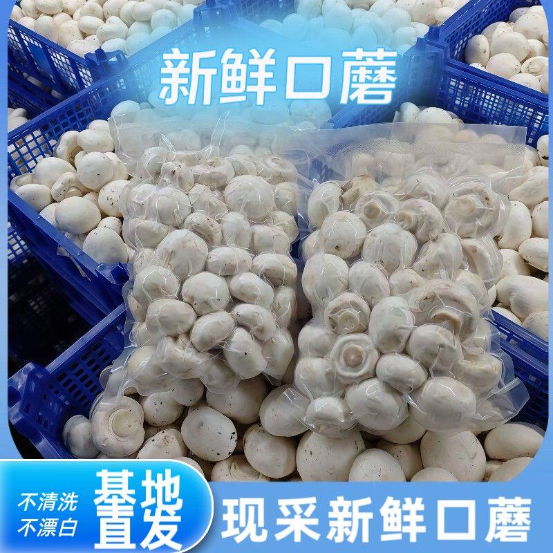 口蘑新鲜白蘑菇新鲜采摘生鲜现摘口蘑冷鲜直发烧烤煲汤口蘑新鲜