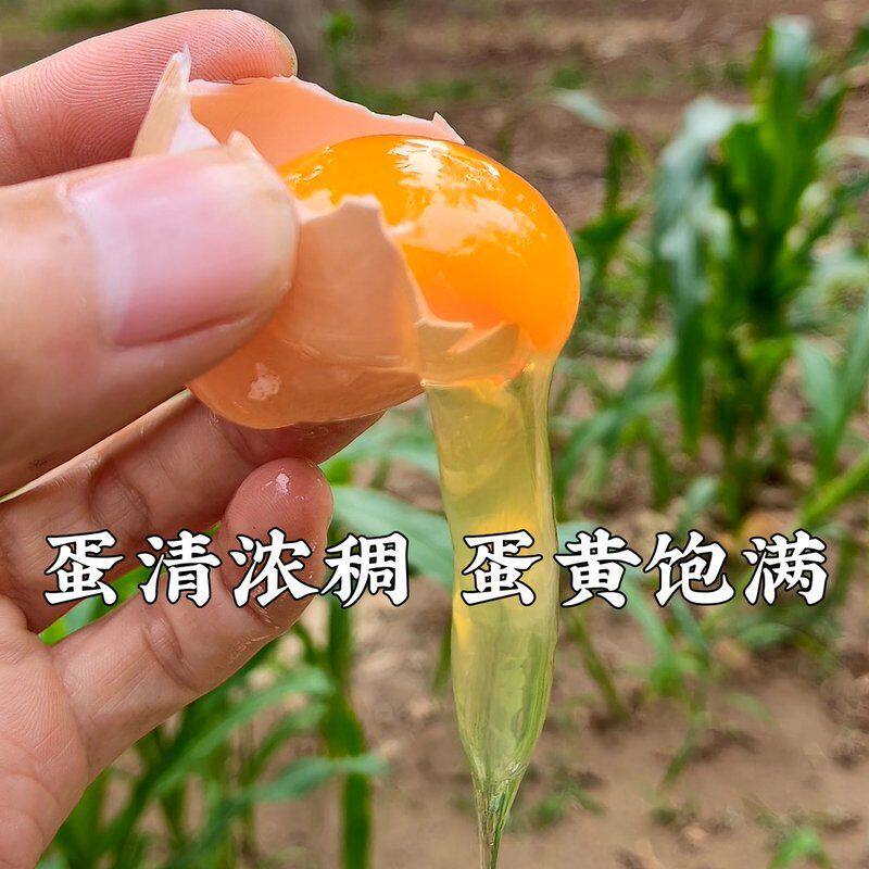 [50枚 拍两箱划算] 散养土鸡蛋农家散养柴鸡蛋新鲜0色0激笨鸡蛋