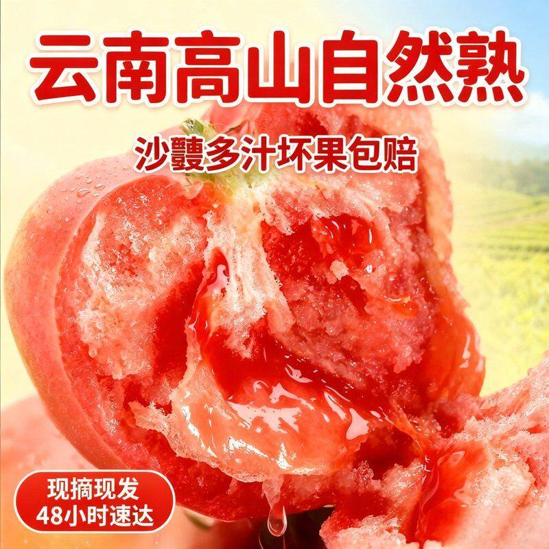 高原种植西红柿农家现摘新鲜自然熟沙瓤老品种番茄当季蔬菜