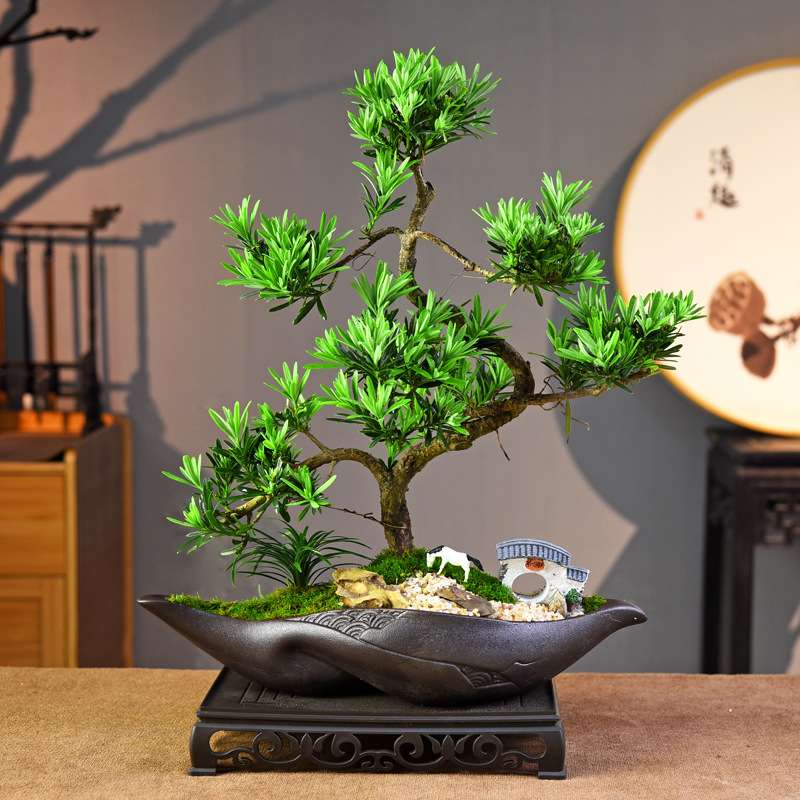 雷涌罗汉松盆景紫砂盆造型盆栽室内书房茶桌茶室禅意摆件绿植植物