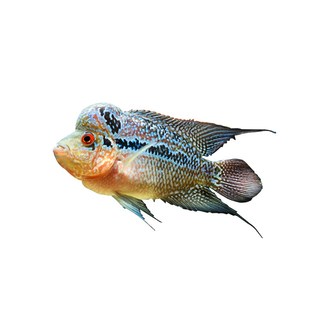 鸿运当头罗汉鱼苗活体亚成鱼起头观赏鱼泰国红马幻彩金花红德萨斯