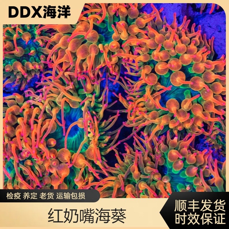 海水鱼缸荧光红奶嘴海葵小丑鱼人工好养
