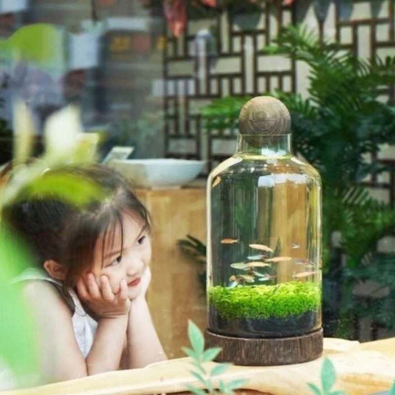 生态鱼瓶玻璃鱼缸微景观鱼虾水草自循环办公室植物好打理造景草缸