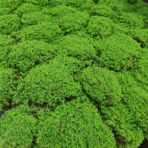 仿真植毛苔藓 网红绿色苔藓草皮花艺软装 仿真大鼓包植毛青苔